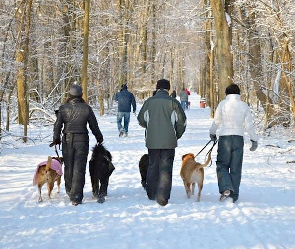 dog-walk-snow