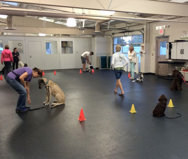 puppy-training-class