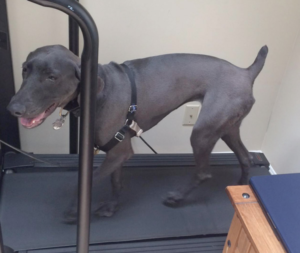 treadmill-dog-training