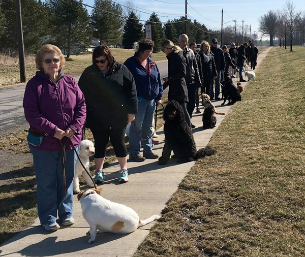 walk-and-train-dog