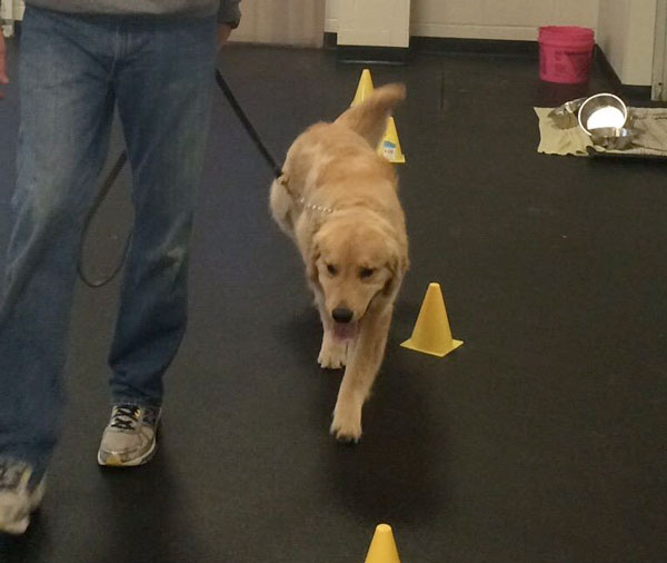 walk-on-leash-training