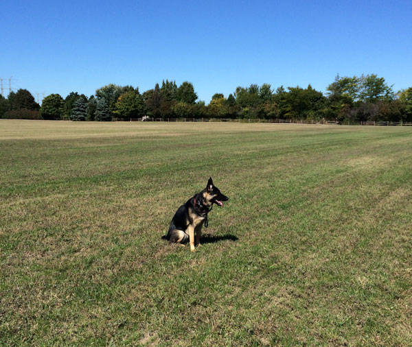 advanced-dog-training-outdoors