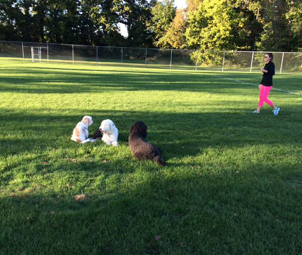 advanced-off-leash-training